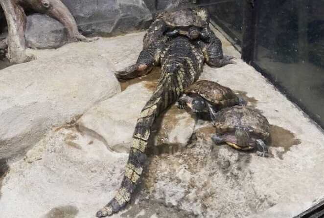 Крокодилы и черепахи из Севастопольского аквариума-музея чудом пережили шторм