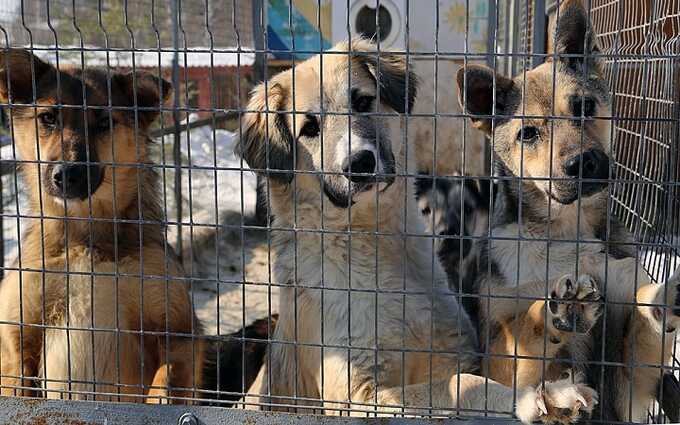 В Магаданской области разрешили убивать собак в приютах, если в течение 10 дней для них не найдётся хозяин