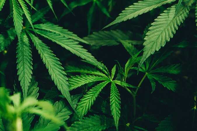 В Кабардино-Балкарии оперативник из наркоотдела собрал коноплю у кладбища и заменил её на марихуану из вещдоков