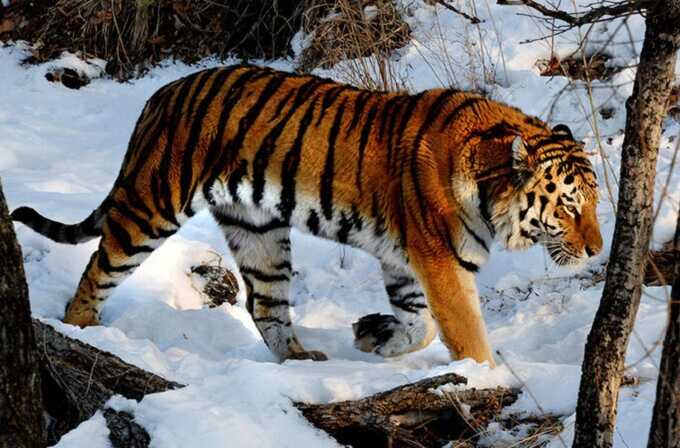 В Приморском крае поймали растерзавшего нескольких собак тигра