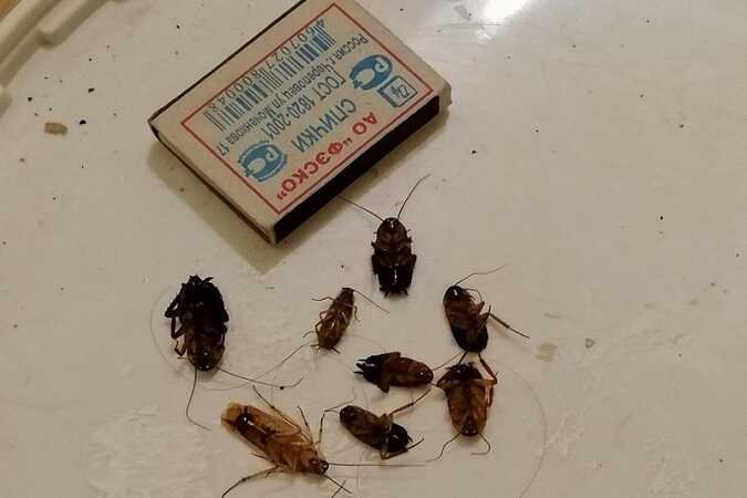 Жители Обнинска пожаловались на тараканов и грязь в местной больнице