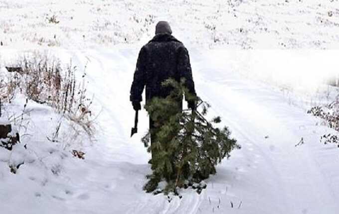 Житель Омска украл елку в соседнем дворе и принёс домой в качестве подарка возлюбленной