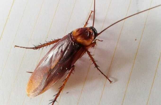 У жителей ХМАО после рекламы о тараканах в домах заводятся насекомые