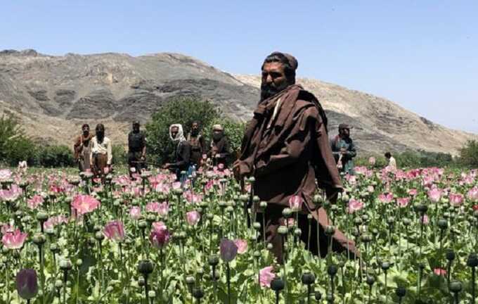 Афганистан потерял первое место в мире по выращиванию опийного мака, под властью талибов его производство упало на 95 процентов