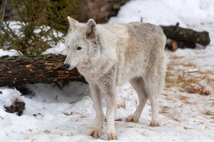 В Курганской области волк растерзал женщину