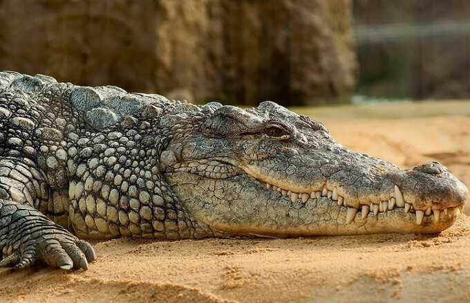 Самопровозглашенный пророк в Южной Африке стал жертвой крокодилов в реке Лимпопо во время церемонии крещения