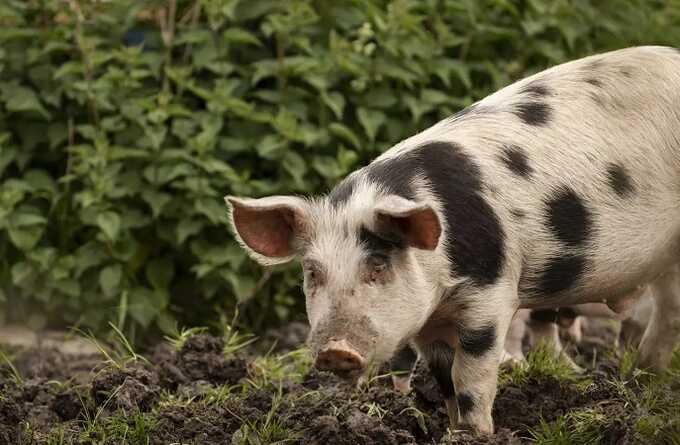 В контактном зоопарке Томска свинья покусала детей