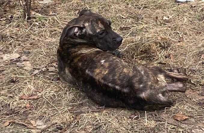 В Воронеже пытаются спасти собаку от хозяйки-живодёрки