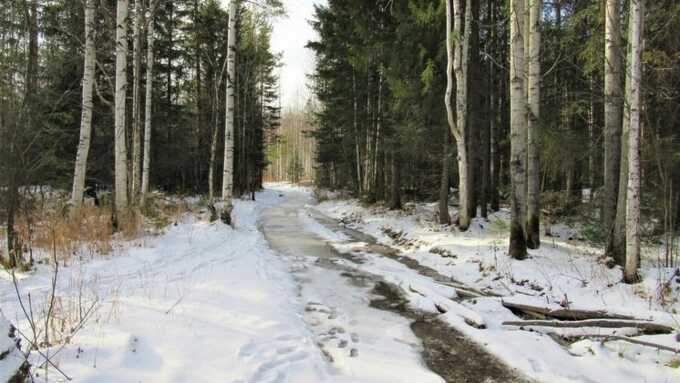 Спасатели обнаружили школьника, который заблудился в лесу под Екатеринбургом