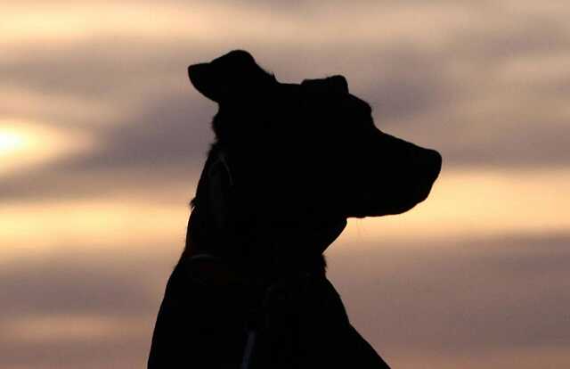 В Германии собака откусила и съела гениталии хозяина