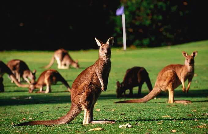 В Австралии сотни кенгуру захватили гольф-клуб