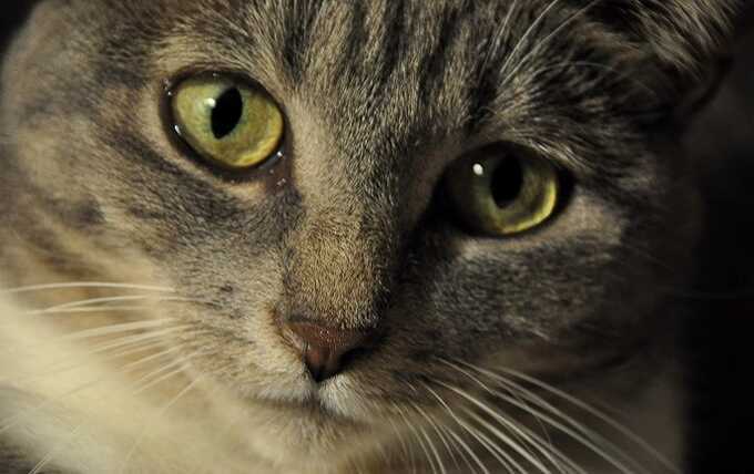 Вся Турция обсуждает случай кота по имени Эрос, погибшего от рук местного жителя