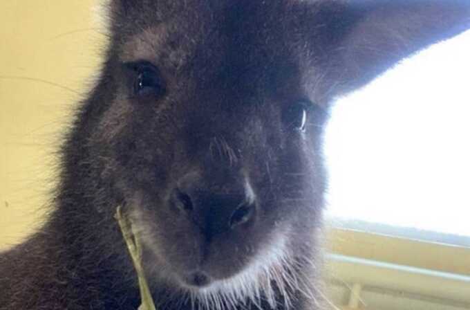 В Белгородском зоопарке в результате попадания снаряда погибла кенгуру Гранди
