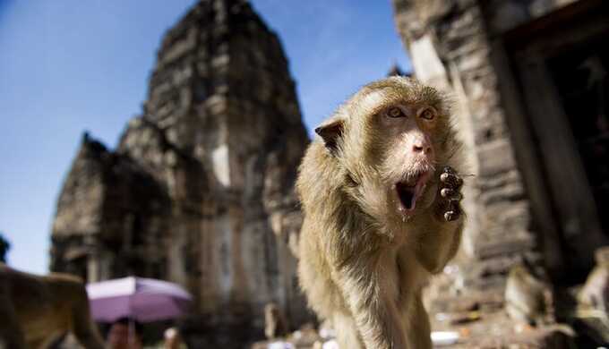 Около 3 500 обезьян напали на город в Таиланде