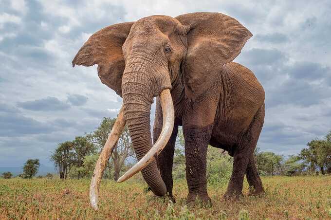 Слон напал на автомобиль с туристами в Замбии