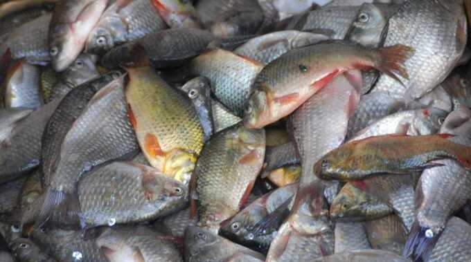 Власти ЯНАО отказались от помощи КМНС. «Рыбные миллионы» сконцентрировали в руках экс-сотрудника Росрыболовства