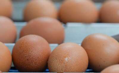 Директора красноярской птицефабрики осудили за низкую цену на яйца