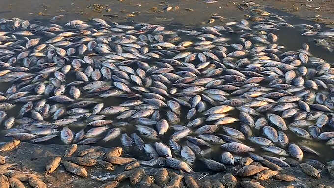 Из-за деятельности местного спиртзавода в Нижегородской области началось массовое отмирание рыбы
