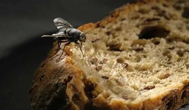 В инновационном «Сколково» будут производить хлеб из личинок мух