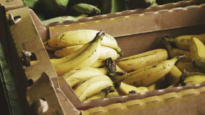 В 11 немецких супермаркетов завезли бананы с кокаином