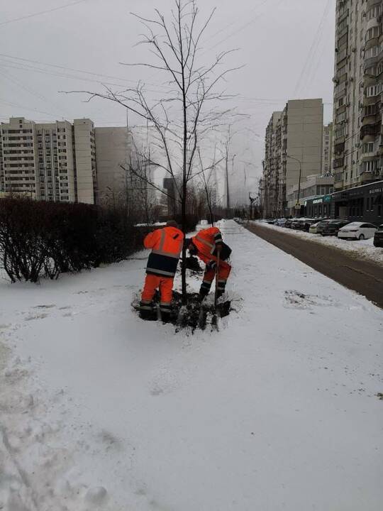 В сквере на юго-западе Москвы после снегопада рабочие высаживают деревья
