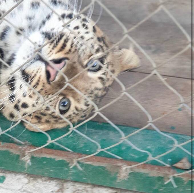 На Ставрополье леопард напал на хозяина и сбежал из вольера kkiqqqidrritzkrt qhhiqxeiddikxglv uqidrxitqiukatf