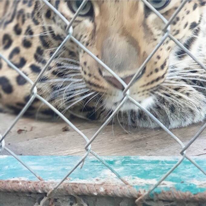 На Ставрополье леопард напал на хозяина и сбежал из вольера